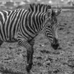 Warum haben Zebras Streifenmuster auf ihrem Körper?