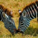 Warum haben Zebras Streifen auf ihren Körpern?