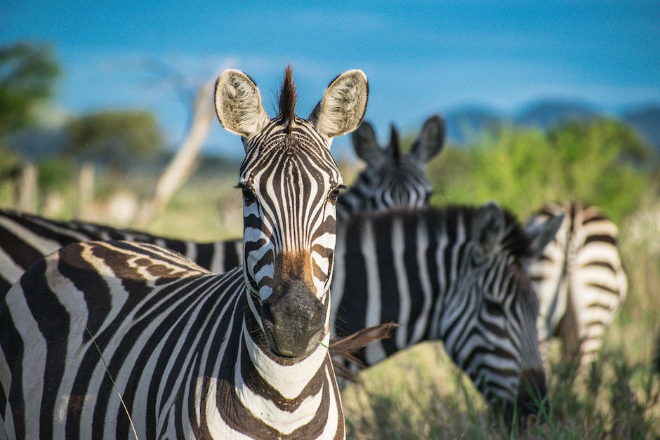  Warum Zebra Streifenmuster tragen